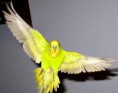/album/fotogaleria/budgie-in-flight-18-by-greencheek-jpg/
